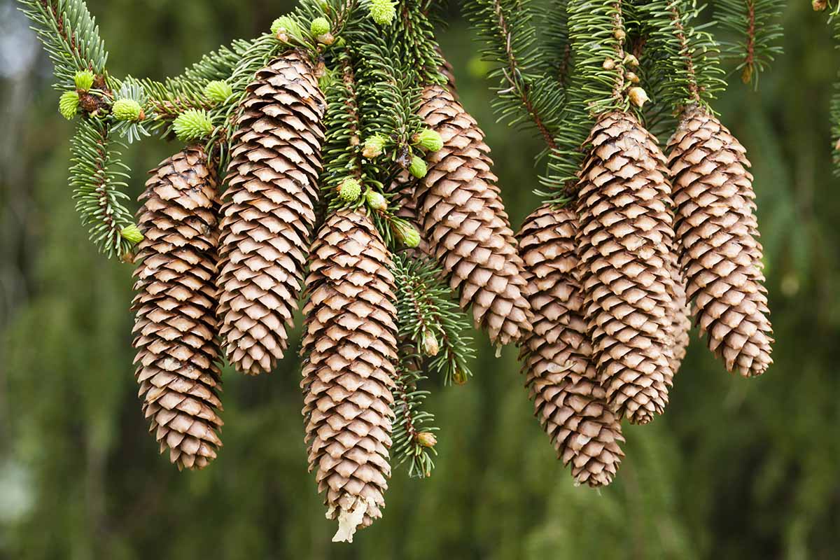 Une image horizontale rapprochée des cônes de Picea abies suspendus à une branche illustrée sur un fond de mise au point doux.