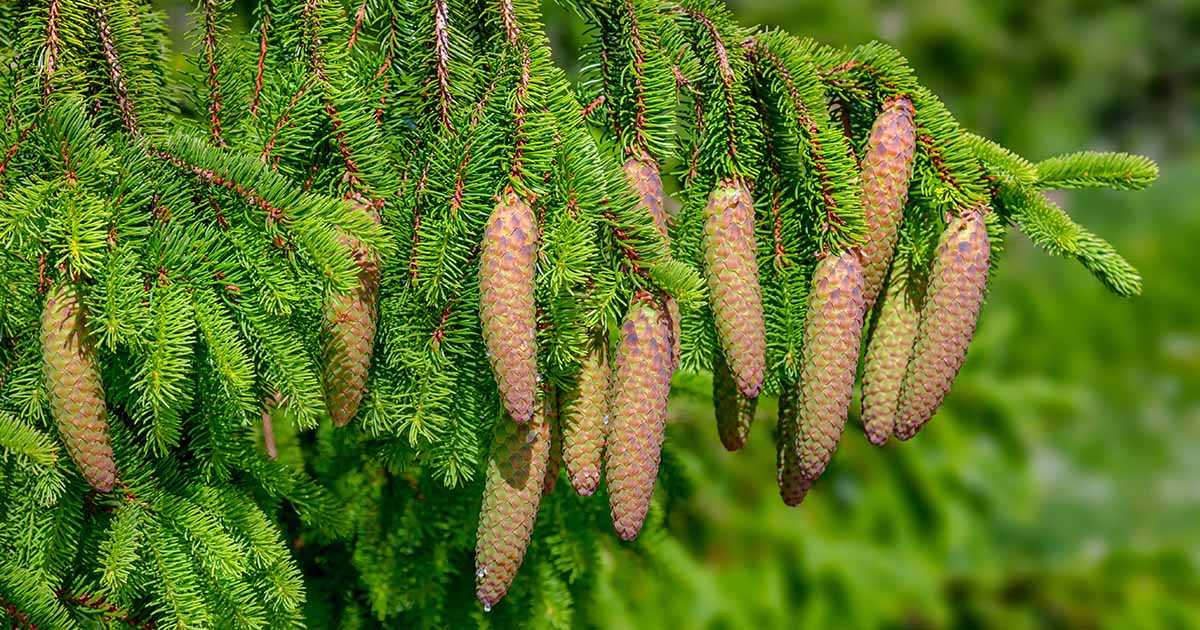 Comment cultiver et prendre soin des épinettes de Norvège