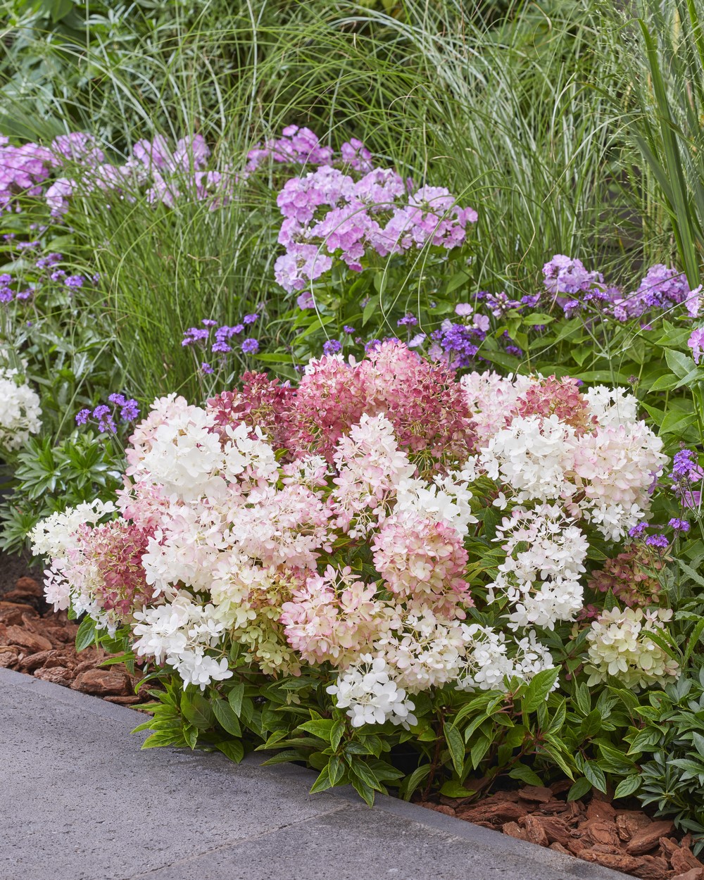 Hortengea Paniculata 'Groundbreaker Blush': la première hortensia du monde au monde