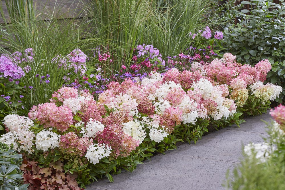 Hortengea Paniculata Groundbreaker, hortensia de la course de course