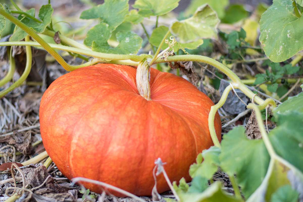 La citrouille orange mature poussant sur la vigne.