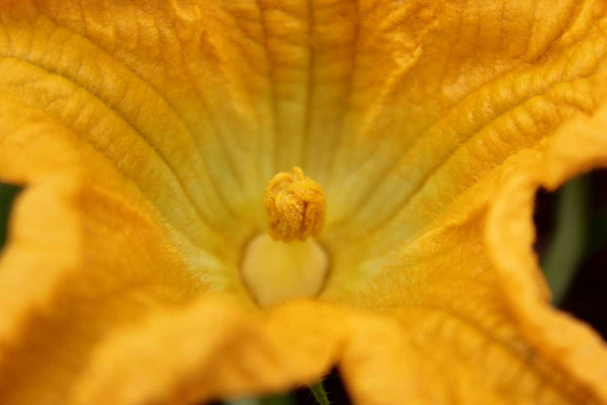 Un gros plan d'une fleur mâle orange, montrant le pollen sur les étamines.
