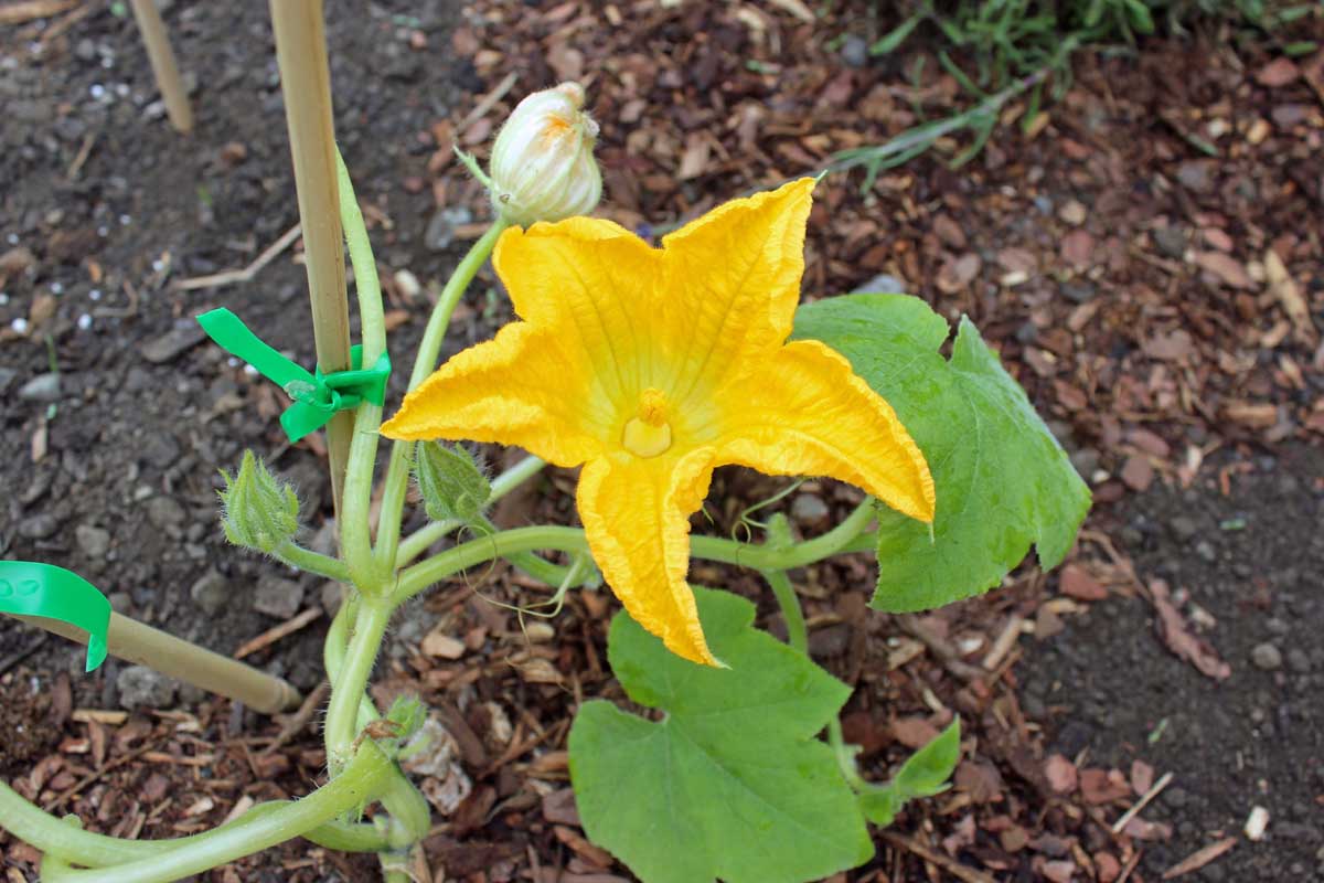 Un gros plan d'une vigne avec une grande fleur masculine fleurissant et une seconde qui s'est flétrie et est morte. En arrière-plan est le sol en foyer doux.