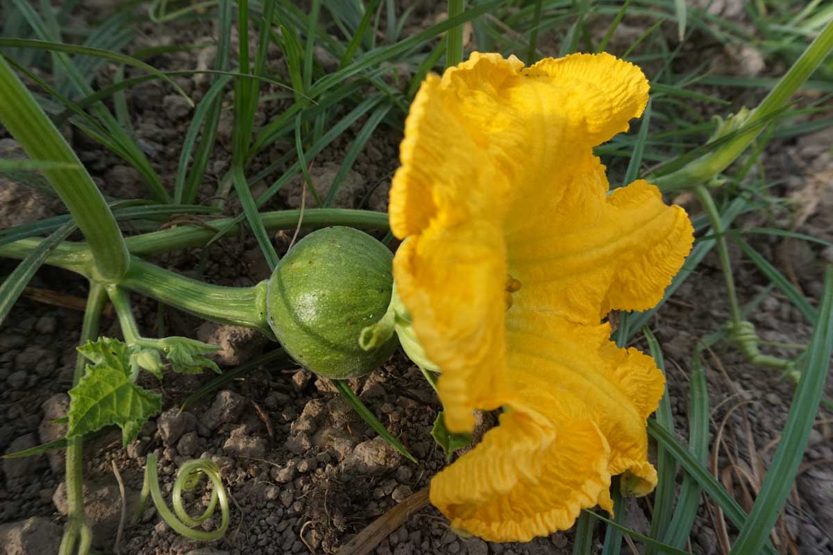 Un gros plan d'une fleur d'orange vif avec une petite gourde en développement derrière, poussant dans le jardin, avec le feuillage et le sol en foyer doux en arrière-plan.