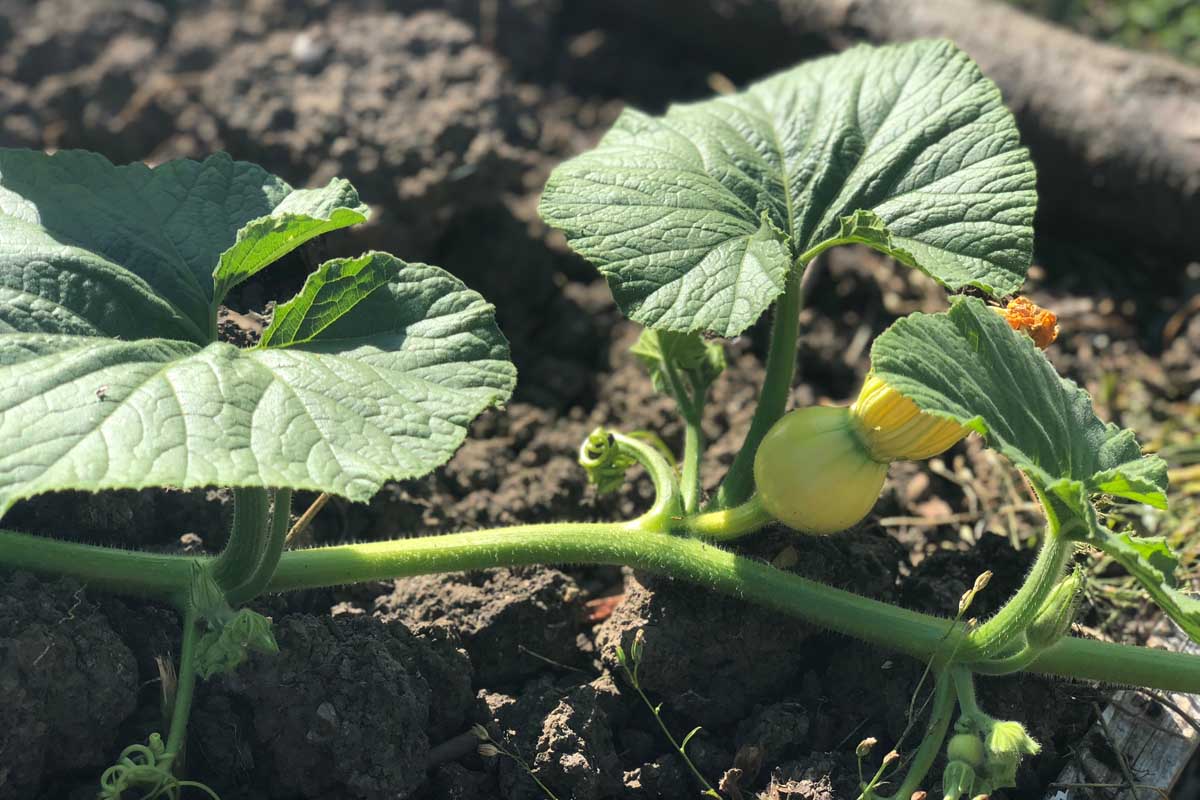 Un gros plan d'une minuscule gourde se développant sur la vigne, illustré sous un soleil brillant, avec un sol en foyer doux en arrière-plan.