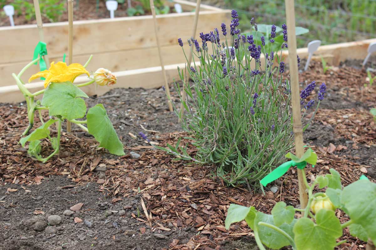 Un gros plan d'une section d'un lit de jardin surélevé avec de la lavande poussant parmi les vignes de citrouille pour attirer les pollinisateurs.