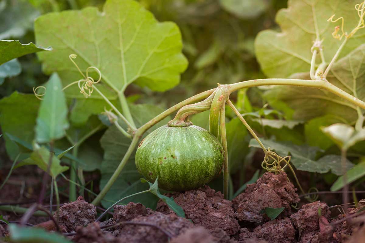 Un gros plan d'une minuscule gourde en développement sur une vigne poussant dans le jardin, avec du sol et du feuillage en arrière-plan.