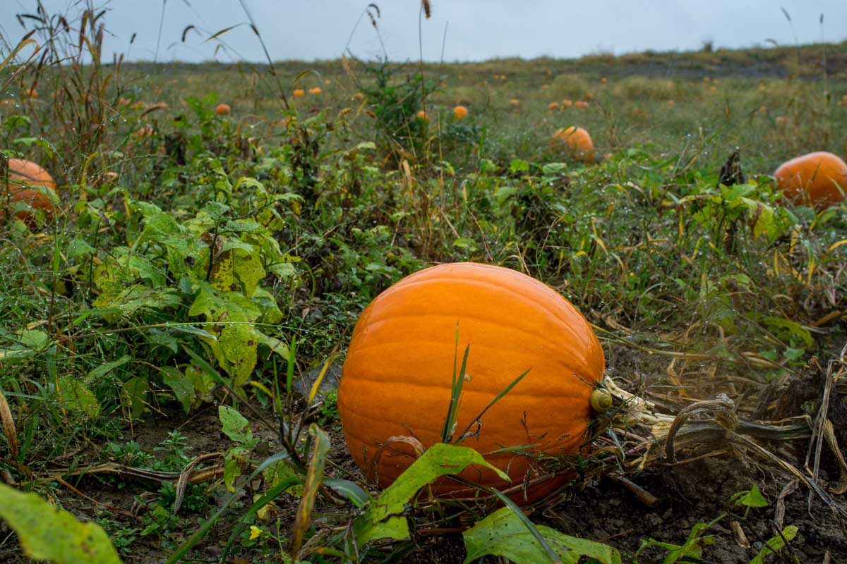 Un champ de citrouille avec de grandes courges orange matures, prêtes à la récolte, recouvertes d'eau après de fortes pluies.