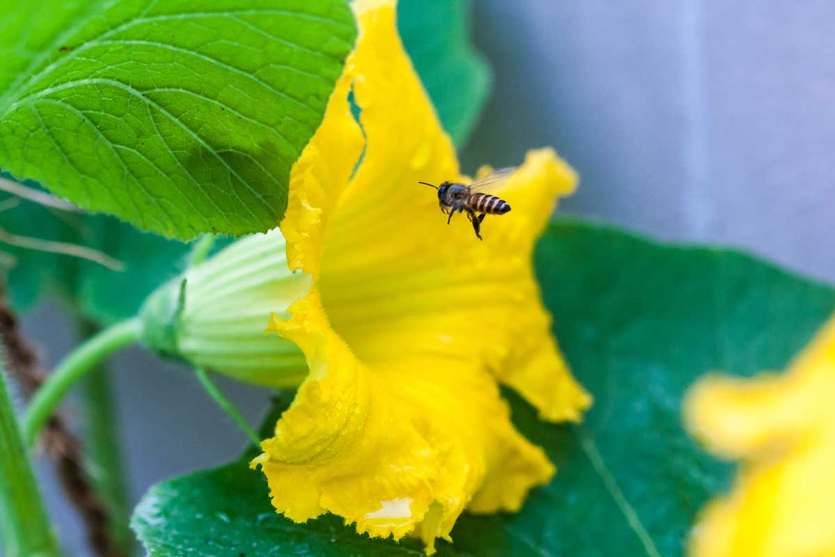 Un gros plan d'une abeille entrant dans une fleur en jaune vif en forme de trompette, avec un feuillage en foyer doux en arrière-plan.
