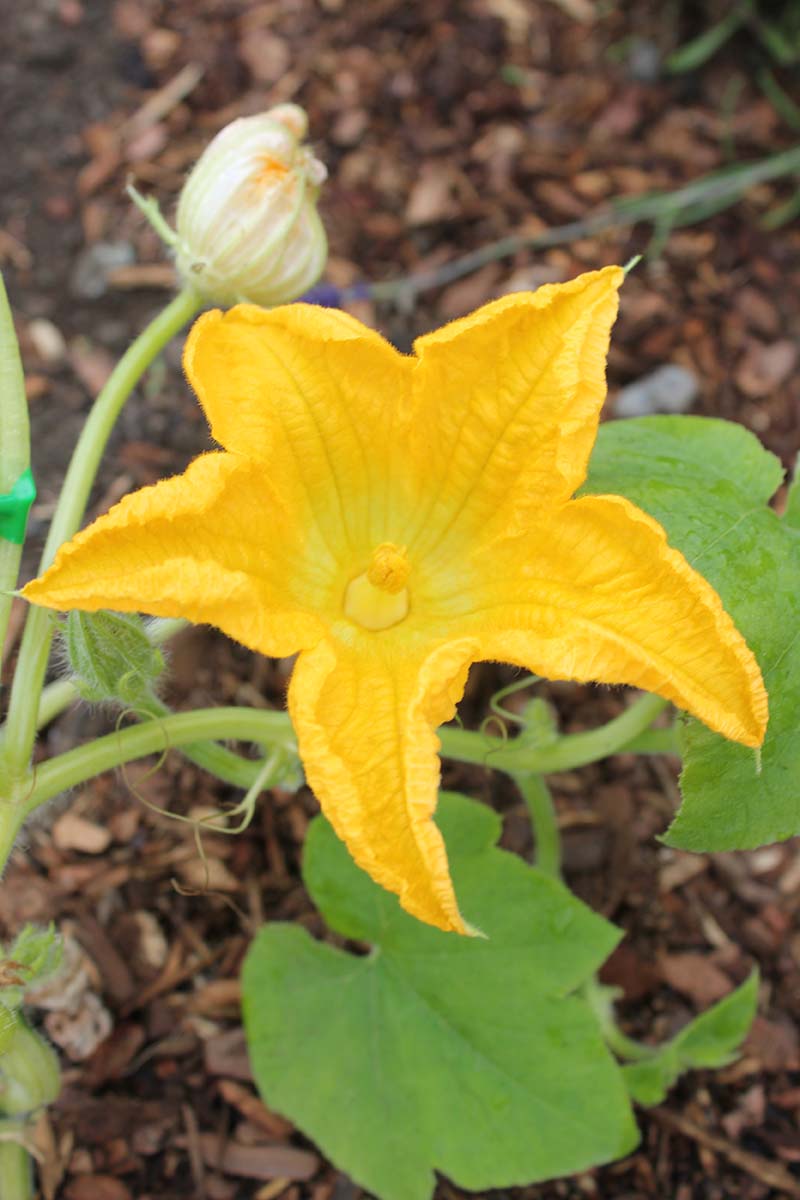 Une image verticale rapprochée d'une grande fleur d'orange (mâle) avec pollen sur la stigmatisation, illustrée sur un fond de mise au point doux.
