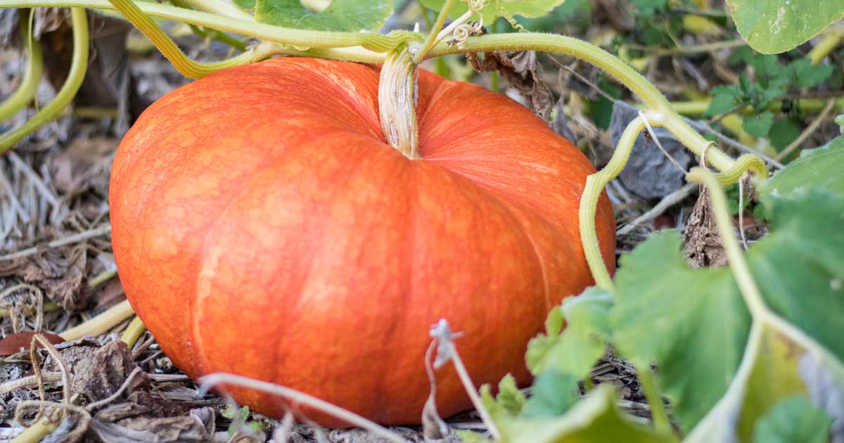 5 raisons pour lesquelles votre citrouille ne produit pas de fruits