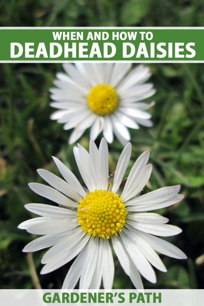 Une image verticale rapprochée des marguerites poussant dans le jardin illustré sur un fond de mise au point doux. En haut et en bas du cadre se trouve le texte imprimé vert et blanc.