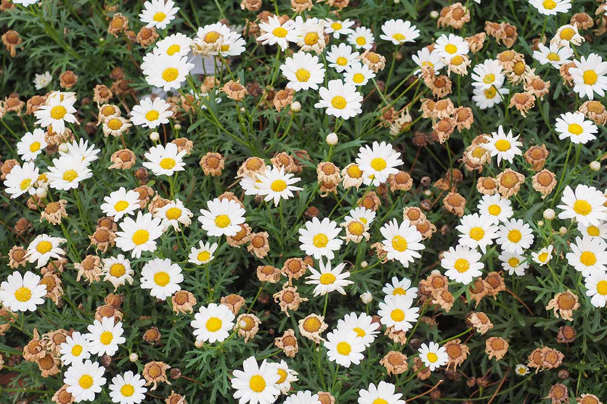 Une image horizontale rapprochée d'une grande parcelle de fleurs de marguerites avec des fleurs usées.