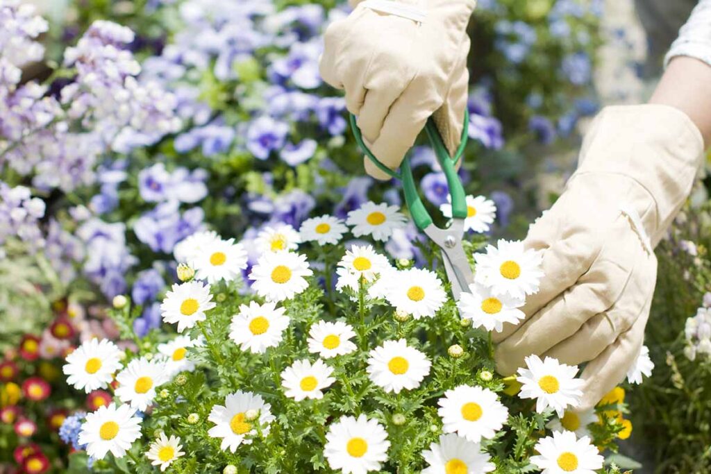 Une image horizontale rapprochée d'un jardinier portant une paire de gants et utilisant des snips pour les fleurs de marguerites mortes illustrées sur un fond de mise au point doux.