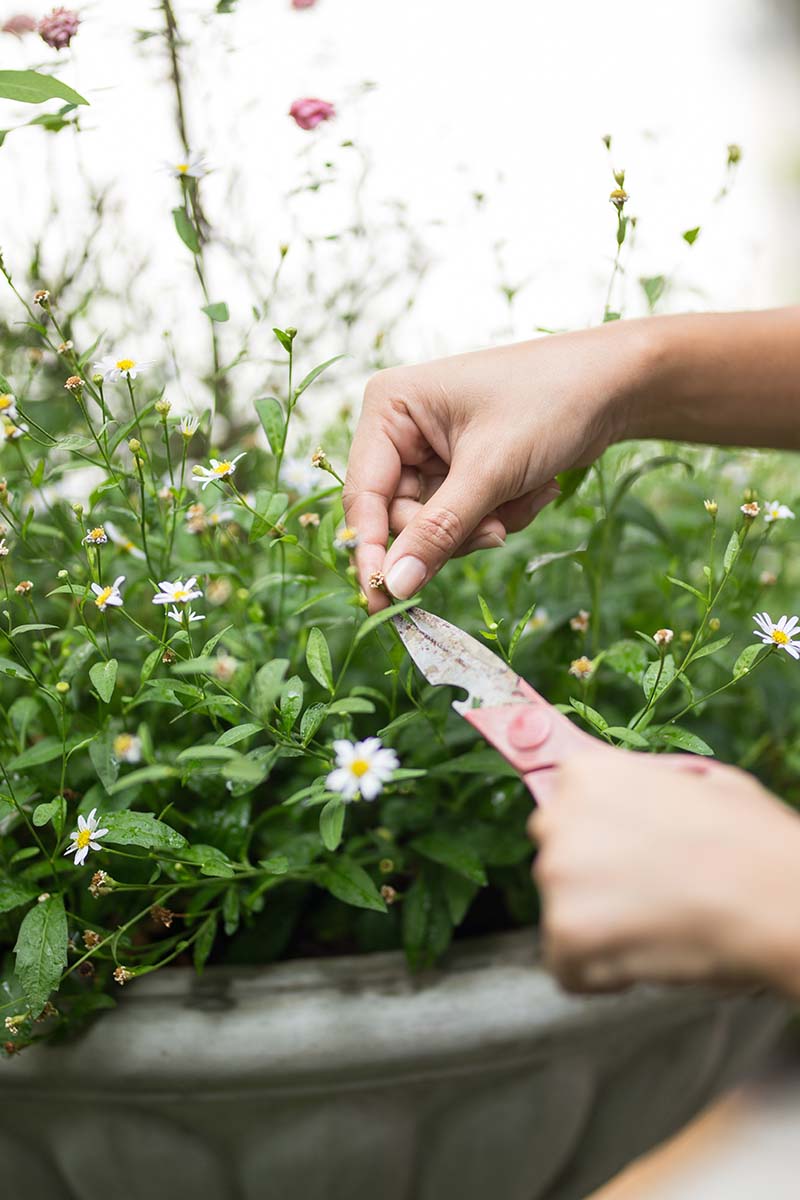 Une image verticale rapprochée d'un jardinier utilisant une paire de snips pour des fleurs de marguerites mortes poussant dans un récipient.