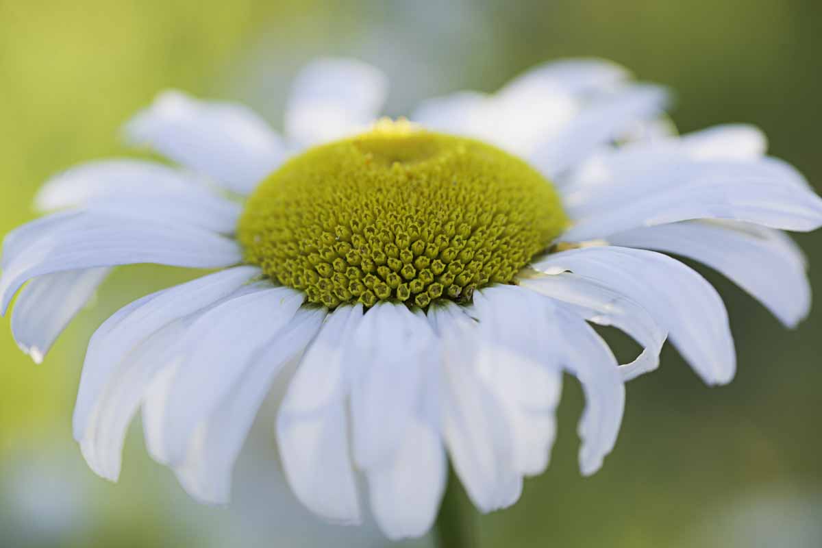 Gros plan d'une fleur de marguerite classique à pétale blanche avec un centre jaune.