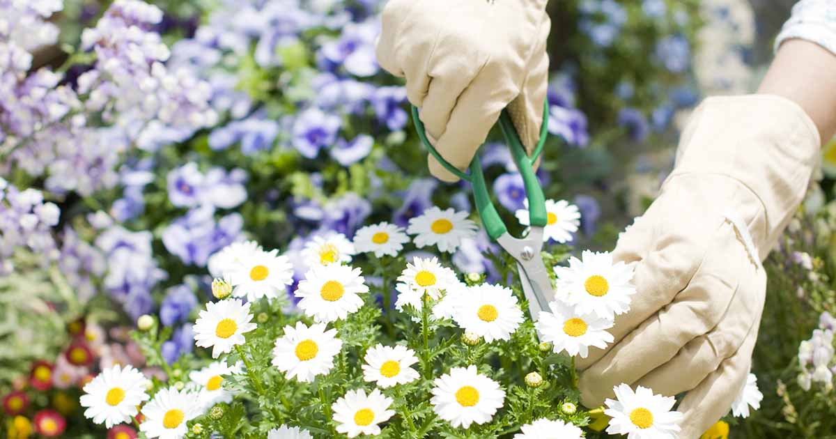 Apprenez comment et quand les marguerites dates