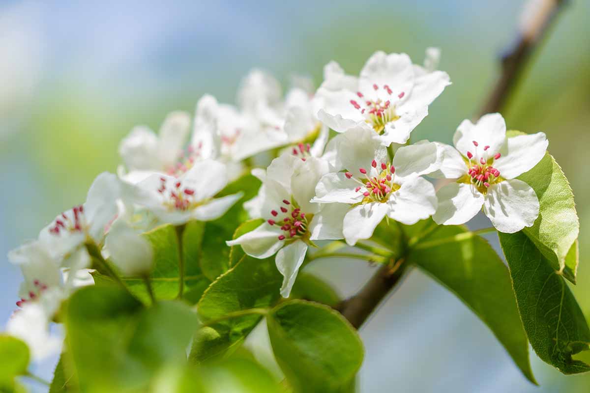 Une image horizontale rapprochée de la fleur de poire blanche au début du printemps illustré sous un soleil léger sur un fond de mise au point doux.
