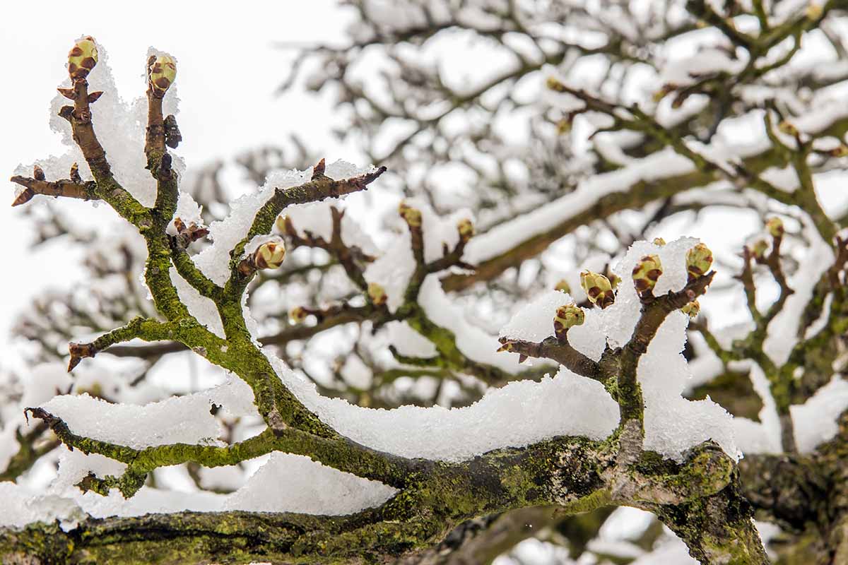 Une image horizontale grossière des branches d'un poirier avec des boutons floraux couverts de neige.