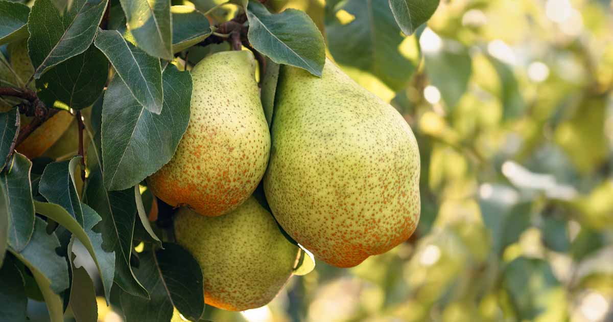 Comprendre les heures de refroidissement des poires