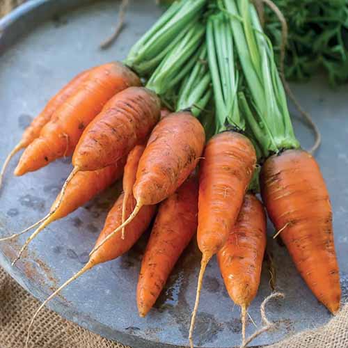 Une image carrée grossière des carottes «Caracus» réglées sur une plaque en métal gris.