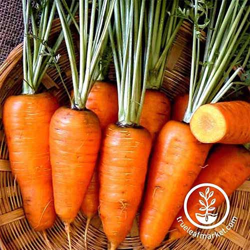 Une image carrée rapprochée de carottes fraîchement récoltées «Chantenay Red Core» placées dans un panier en osier. En bas à droite du cadre se trouve un logo circulaire blanc avec du texte.