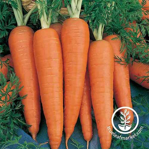 Une image carrée rapprochée de carottes «Danvers» fraîchement récoltées et nettoyées. En bas à droite du cadre se trouve un logo circulaire blanc avec du texte.