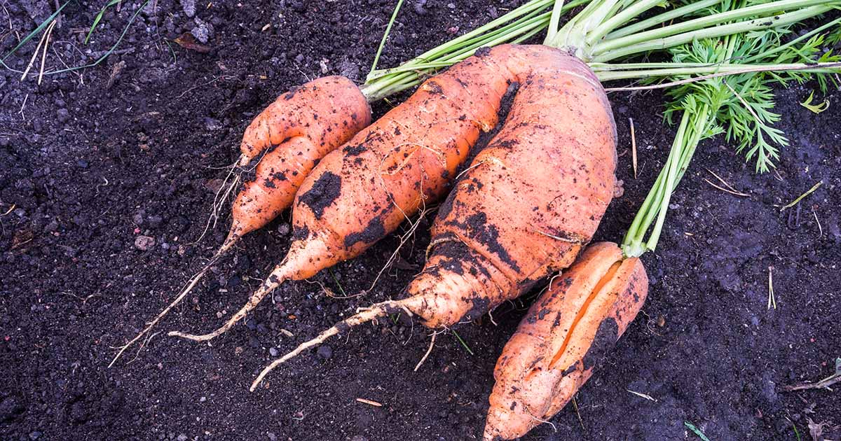 Pourquoi les carottes se fissurent: conseils pour prévenir les racines divisées