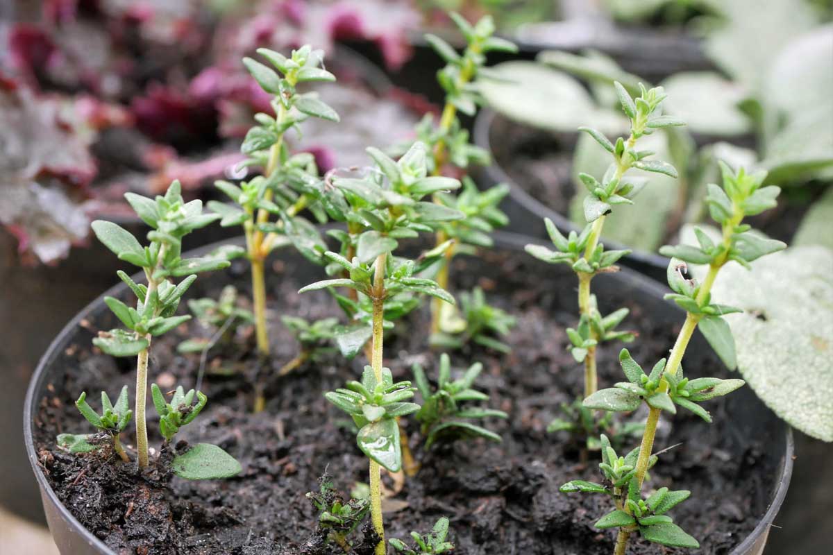 De petites plantes de thym provenant de boutures dans un pot en plastique.
