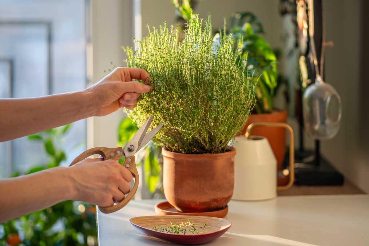 Les mains de la femme avec une paire de ciseaux éliminant les boutures de thym d'une plante en pot pour la propagation.