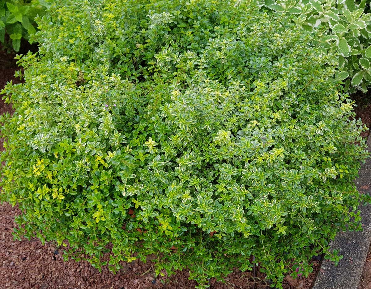 Une image horizontale rapprochée d'un buisson de thymus vulgaris avec un feuillage varié vert et blanc poussant dans une frontière dans un jardin.