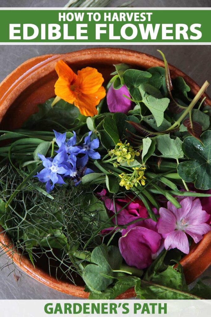 Une image verticale rapprochée d'un bol coloré de salades verts et de fleurs comestibles réglées sur une surface grise. En haut et en bas du cadre se trouve le texte imprimé vert et blanc.
