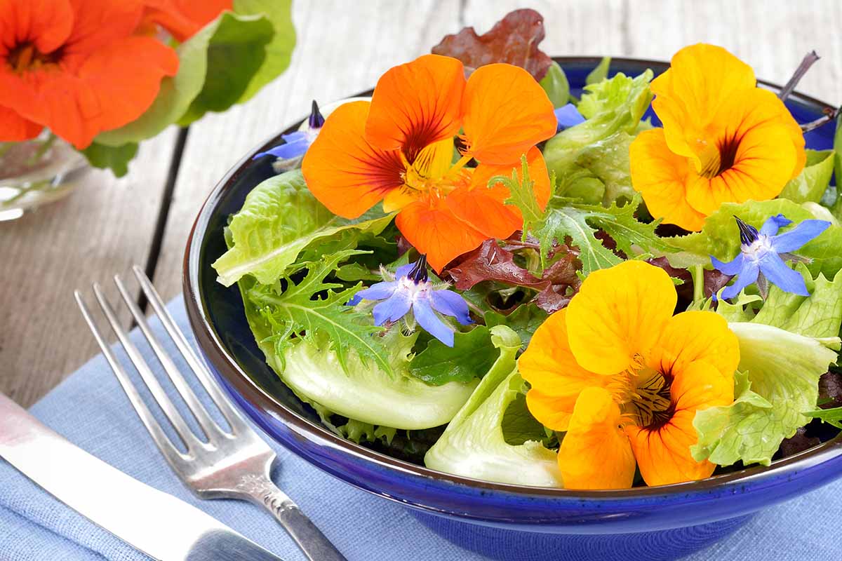 Une image horizontale rapprochée d'une salade fraîche décorée de fleurs de laurier et de nasturtium.