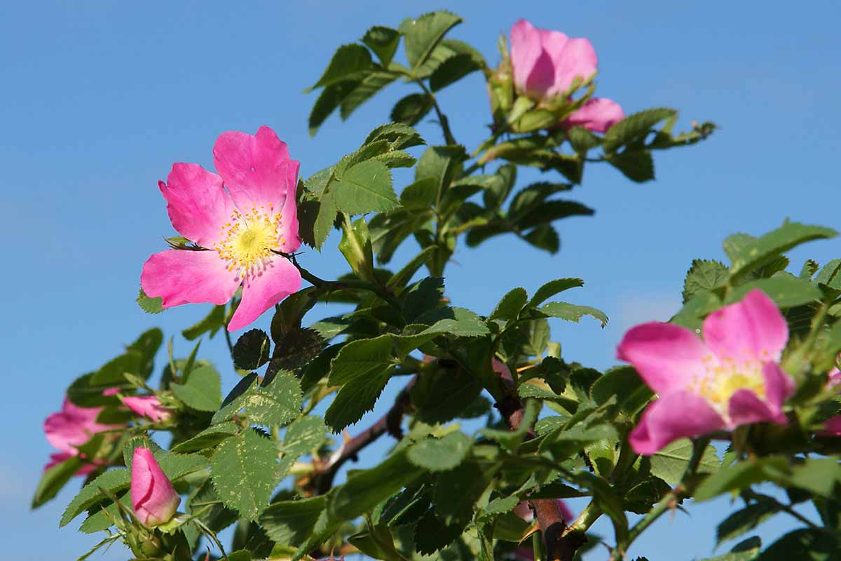 Une image horizontale rapprochée de roses de chien rose illustrées sous un soleil brillant sur un fond de ciel bleu.