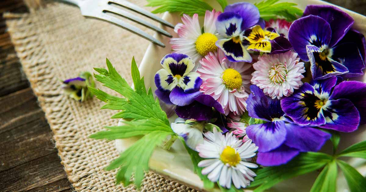 Comment récolter et utiliser des fleurs comestibles