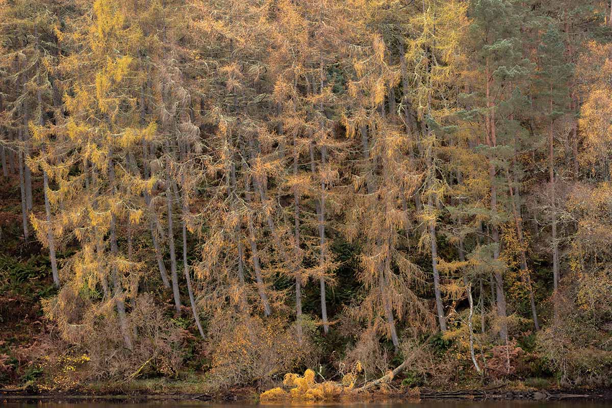 Une image horizontale d'une forêt de mélèze à l'automne avec le feuillage commençant à tomber des arbres.