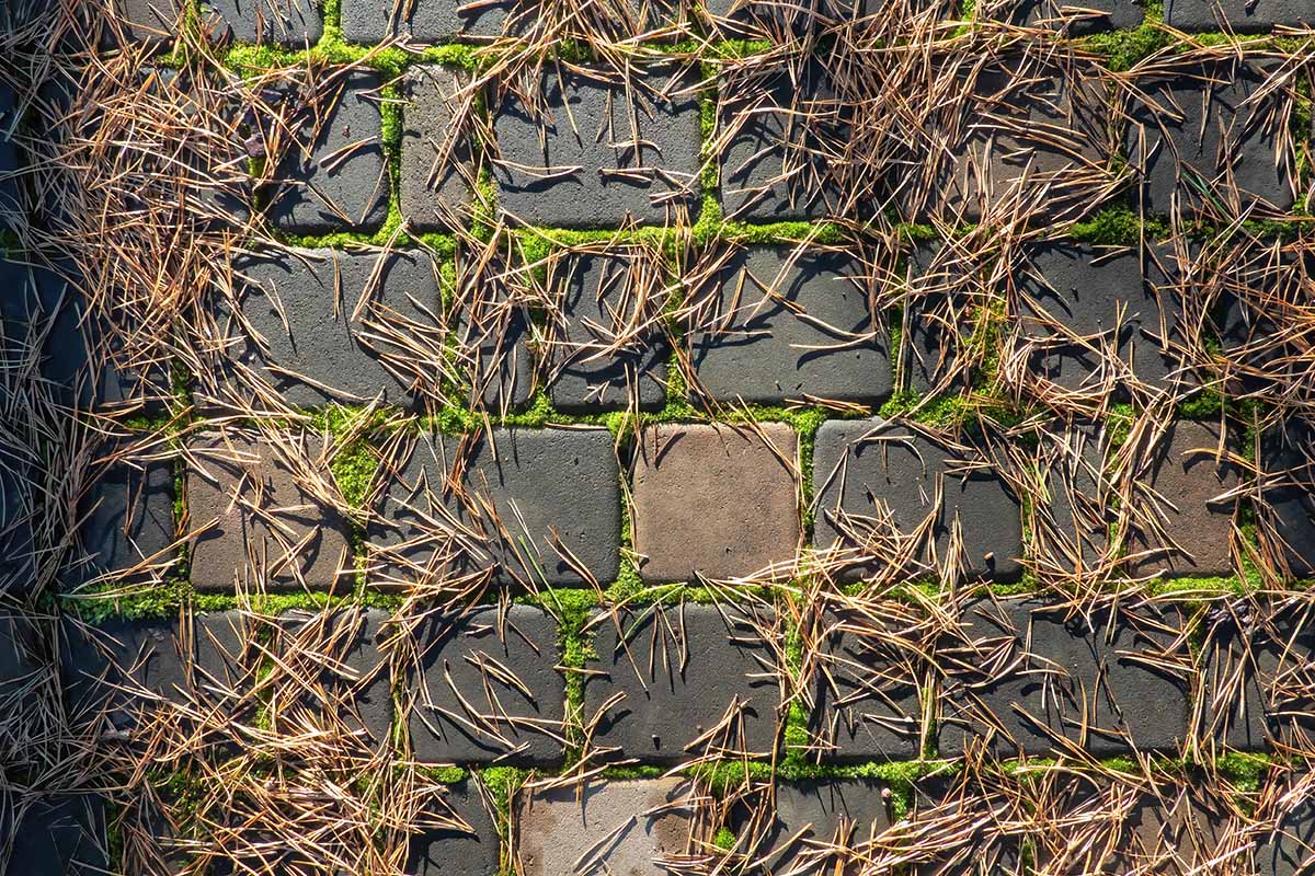 Une image horizontale rapprochée de nombreuses aiguilles de pin tombées sur un trottoir carrelé illustré sous le soleil léger.