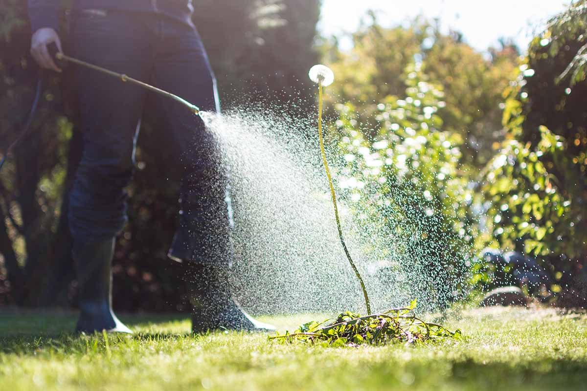 Une image horizontale d'un jardinier pulvérisant les mauvaises herbes dans le jardin.