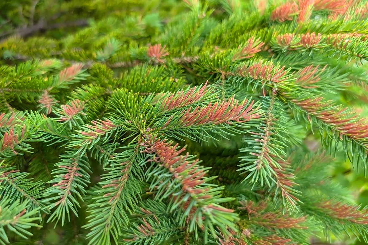 Une image horizontale rapprochée des pointes brunes sur un sapin illustré sous un soleil léger sur un fond de mise au point doux.