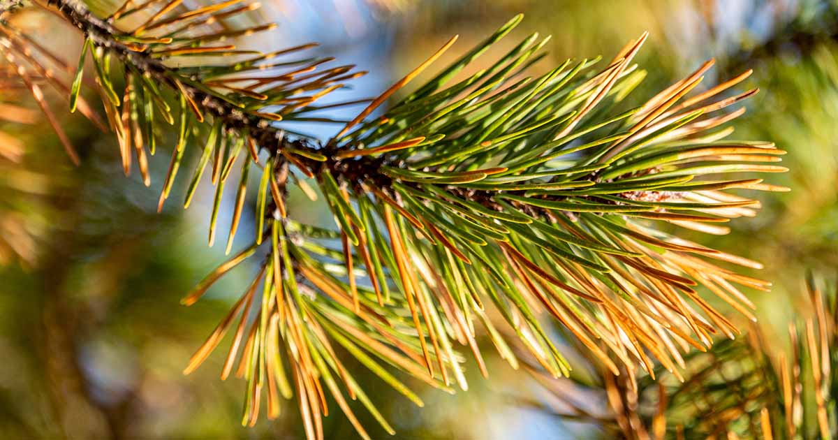 Comprendre la goutte d'aiguille du conifère: 7 causes communes