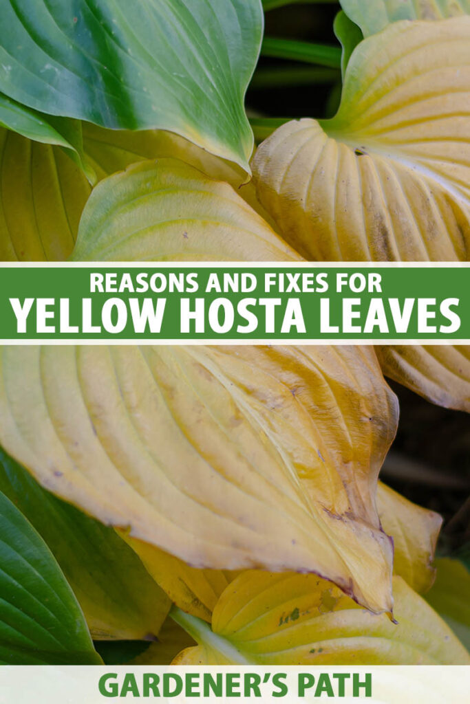 Une image verticale rapprochée du feuillage hosta qui est devenue jaune et se flétrie aux pointes. Au centre et au bas du cadre se trouve le texte imprimé vert et blanc.