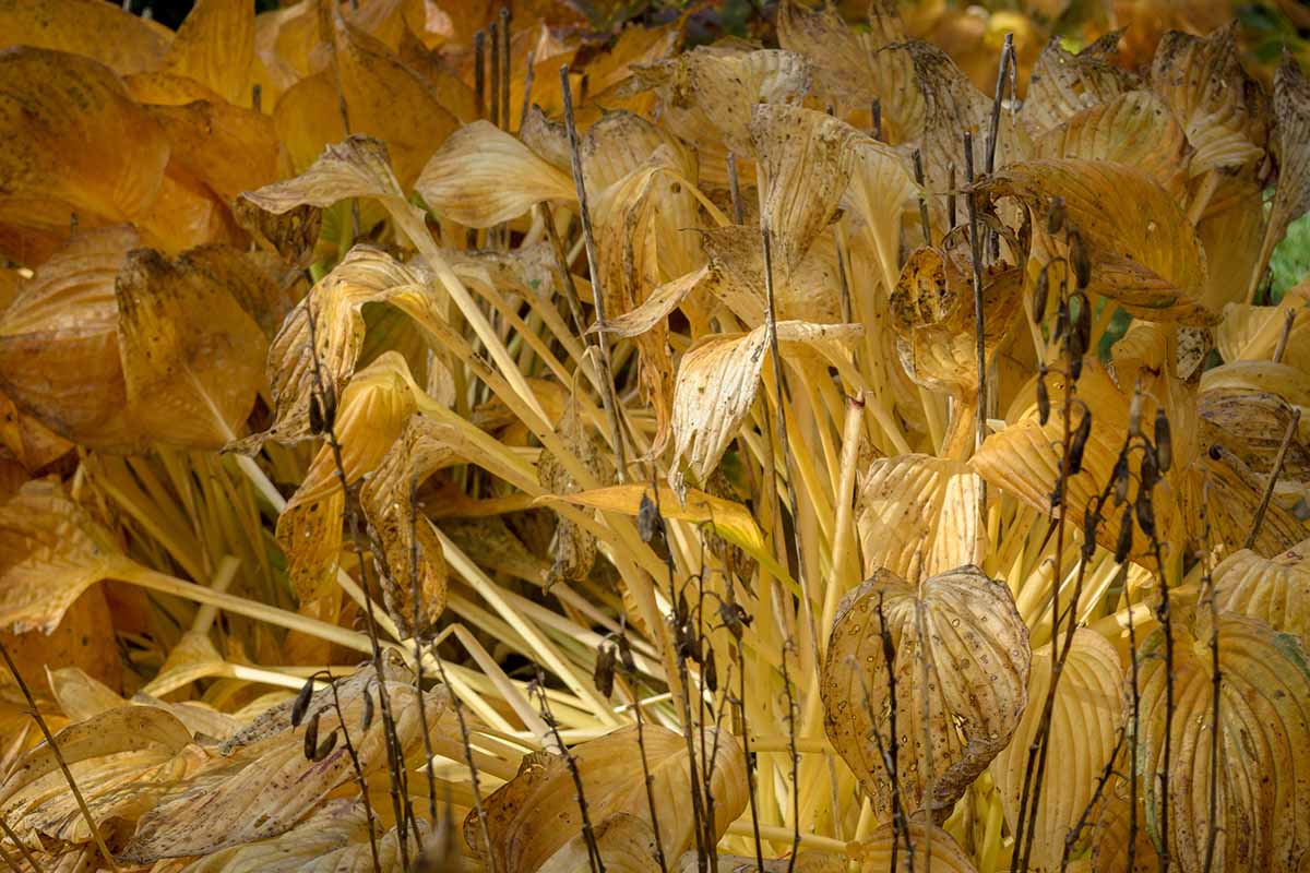 Une image horizontale rapprochée du feuillage des plantes hosta mourant en automne.