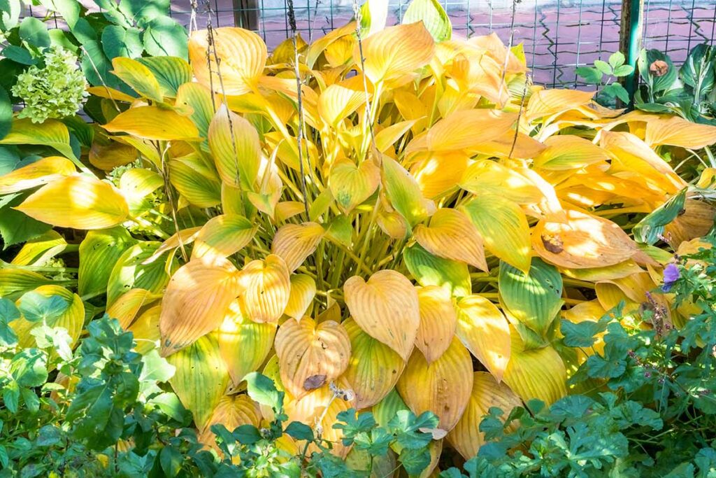 Une image horizontale rapprochée d'une plante hosta avec un feuillage jaune poussant dans le jardin.
