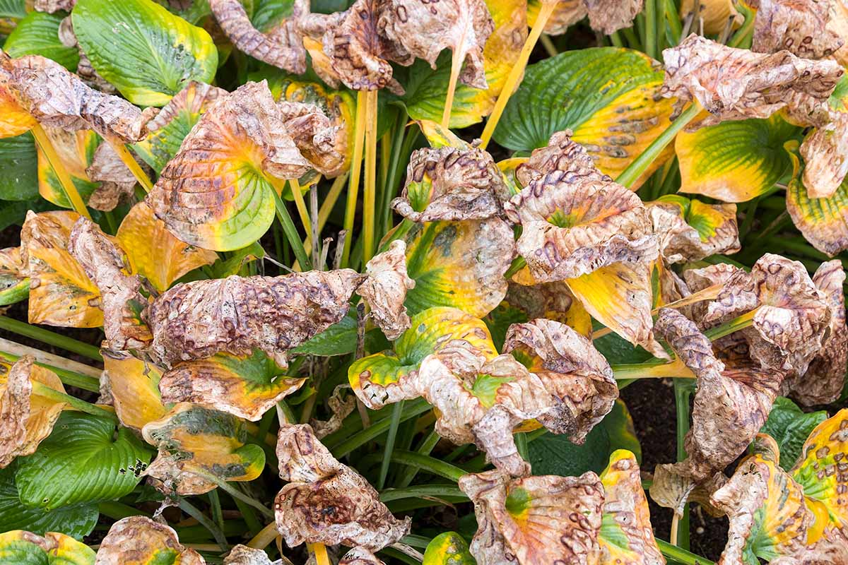 Une image horizontale rapprochée des symptômes de la pourriture des racines de fusarium sur les feuilles d'une plante hosta.