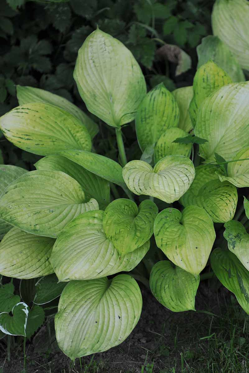 Une image verticale rapprochée d'une plante hosta montrant des symptômes d'infection virale à la surface du feuillage.