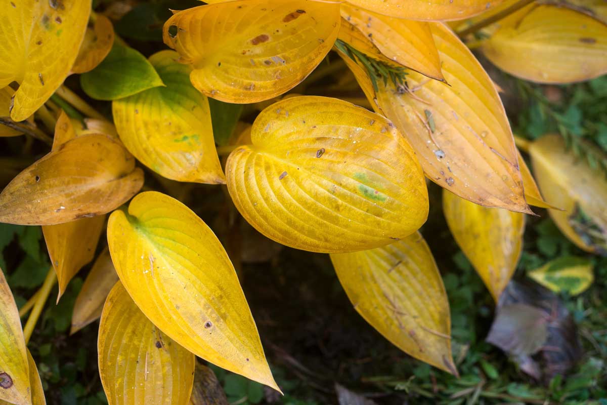 Gros plan des feuilles d'hosta jaunes.