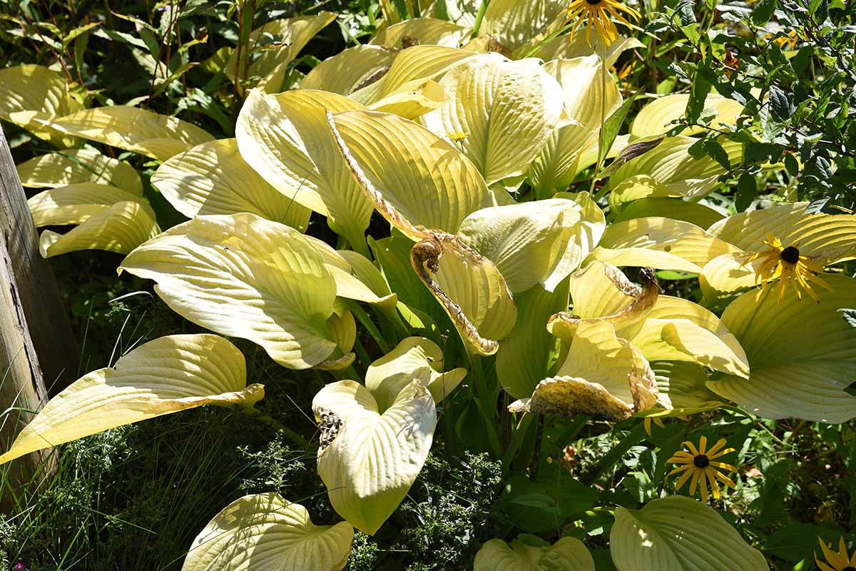 Une image horizontale rapprochée d'une plante hosta poussant dans un endroit ensoleillé montrant des signes de scorch sur le feuillage.