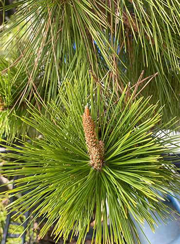 Un gros plan d'un Pinus Thunbergii «Kyoko» poussant dans un pot de pépinière.