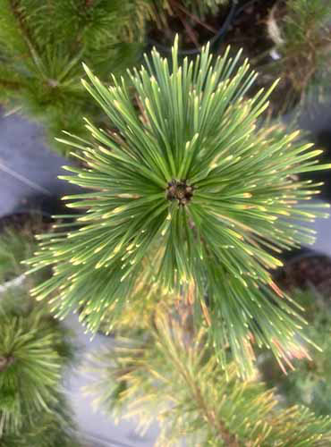 Une image en haut en haut d'un Pinus Thunbergii 'Ogon' 'poussant dans un conteneur dans une pépinière de jardin.