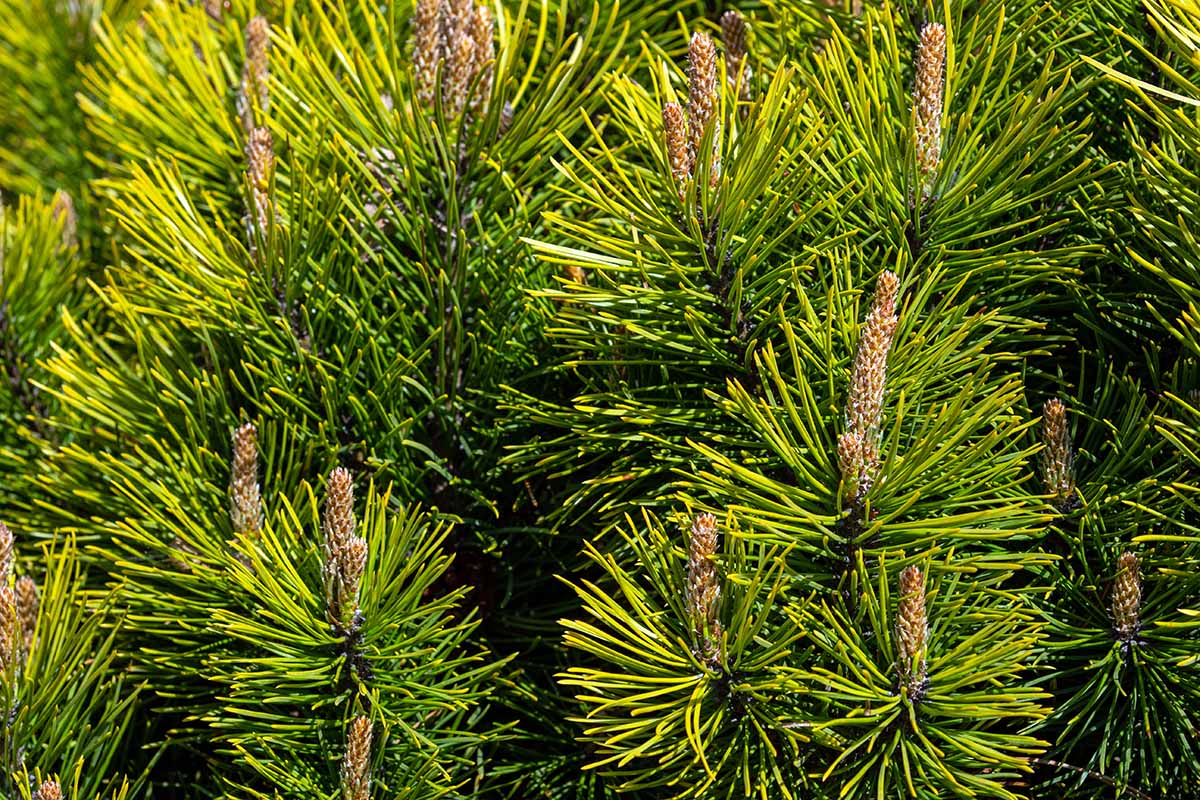 Une image horizontale rapprochée des bougies et des aiguilles d'un pin noir japonais (Pinus thunbergii) poussant dans le paysage.